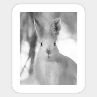 Snowshoe hare Sticker